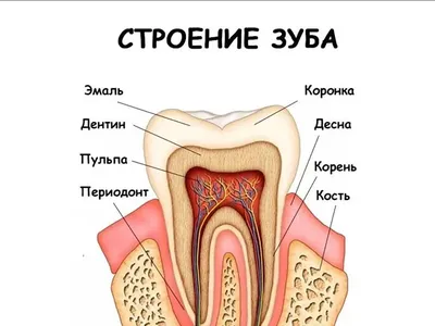 У ребенка болит зуб: что делать❓ - Евромед Дентал