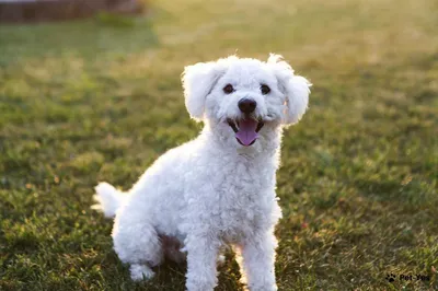 Болоньез собака: фото, описание породы, характера, видео