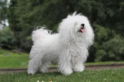 Болоньез (итальянская болонка) - описание породы, размеры и фото собаки |  Цена итальянской болонки | Pet-Yes