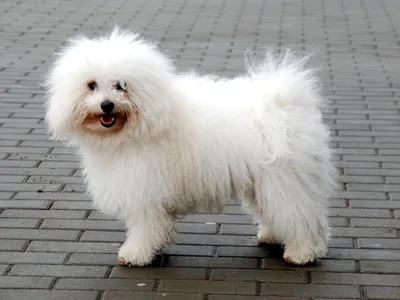 Болоньез (итальянская болонка) - описание породы, размеры и фото собаки |  Цена итальянской болонки | Pet-Yes