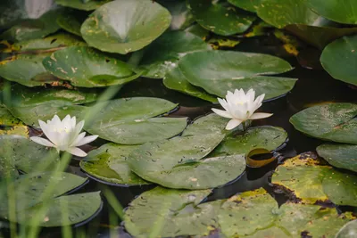Лилия болотная цветок (91 фото) »