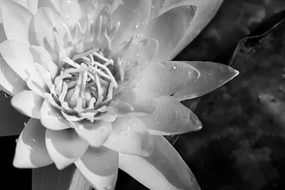 Болотная лилия Crinum X повеллия или Hakenlilie - Ботанический сад St  Gallen Стоковое Изображение - изображение насчитывающей экзотическо,  элегантность: 160803017