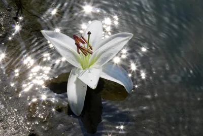 Кувшинка - водяная лилия, нимфея, цветок прекрасный, сказочный