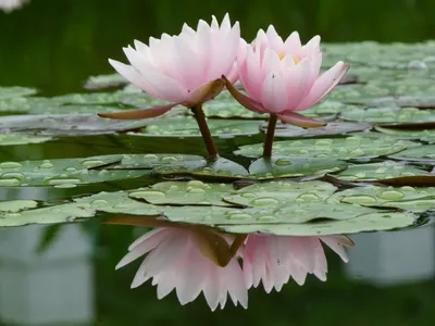 Водяная Лилия Цветок Болото - Бесплатное фото на Pixabay - Pixabay