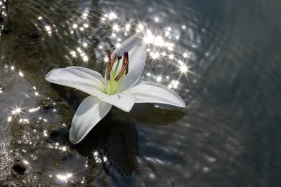 Фотография Белая лилия из раздела природа #5567697 - фото.сайт - sight.photo