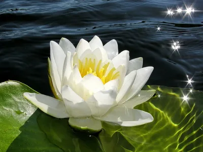 Водяная Лилия цветок (58 фото) - 58 фото