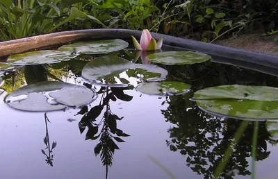 белая лилия растёт в болотной области Стоковое Фото - изображение  насчитывающей озеро, болотистый: 233600376