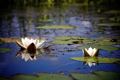 Белый цветок на глади озера - 55 фото