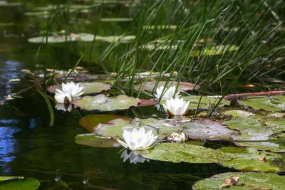 Белый цветок на глади озера - 55 фото