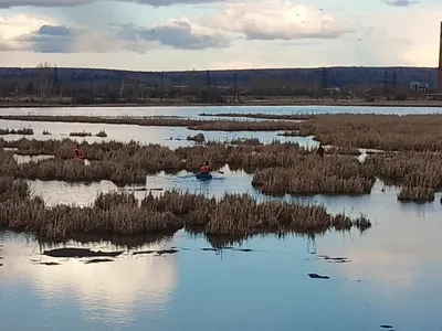 болото заполненное деревьями в туманном месте, картинки болот, болото,  природа фон картинки и Фото для бесплатной загрузки