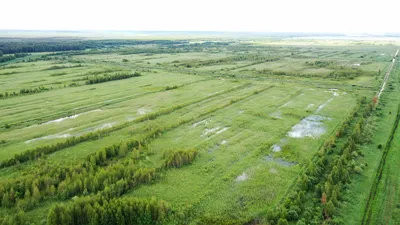 Ученые закопали в болото 100 тысяч долларов и ищут еще 20 миллионов -  13.09.2017, Sputnik Беларусь