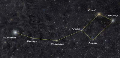 большая медведица зимой фото