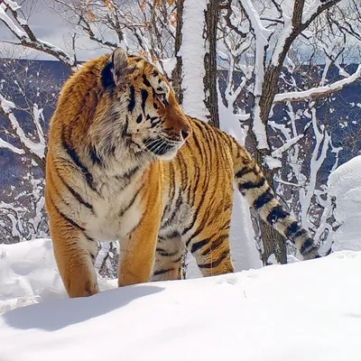 Лунная ночь, зима, большие ели, …» — создано в Шедевруме