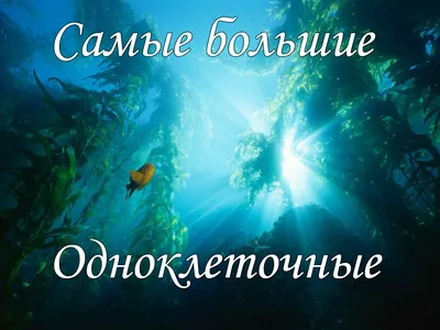 Купить Профитроли большие в шоколадном соусе с доставкой в Москве и СПб