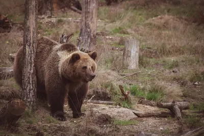 Фото больших медведей: ощутите их величие и силу