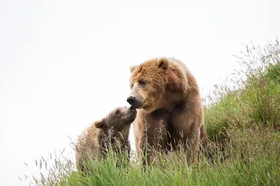 Большие медведи: качественные изображения для вашего проекта