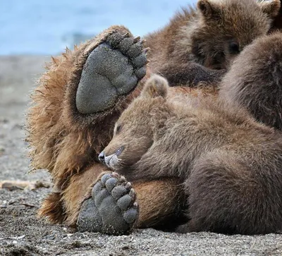 Большие медведи: выберите свой идеальный размер изображения