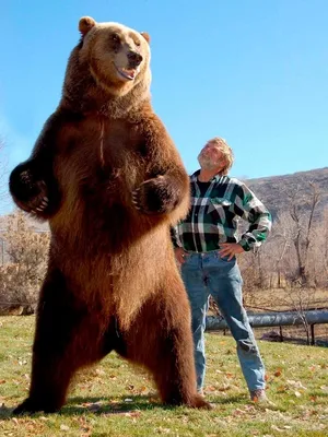 Фотографии больших медведей - идеальный фон для вашего сайта