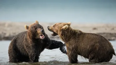 Большие медведи: мощное присутствие на каждом снимке
