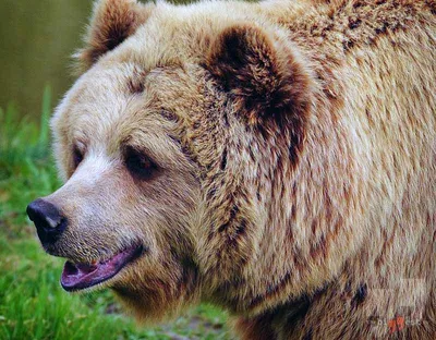 Фото больших медведей: прекрасная коллекция для вашей галереи