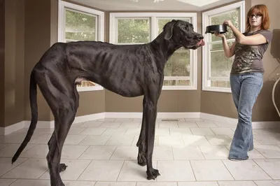 Самая большая порода собак в мире - фото с названиями | Топ самых больших  пород собак | Pet-Yes