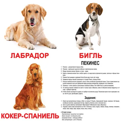 Самые большие собаки | Книга рекордов России | Официальный сайт
