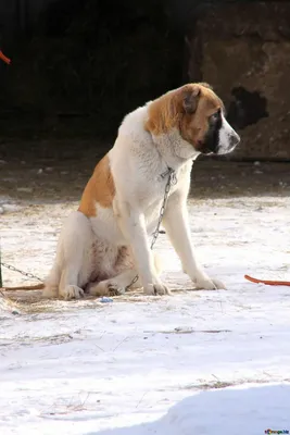 Гигантская любовь | Что значит жить с крупной собакой - Питомцы Mail.ru