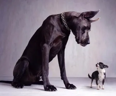 Породы Больших Собак — [Рейтинг ТОП-16] | Породы больших собак, Большие  собаки, Собаки