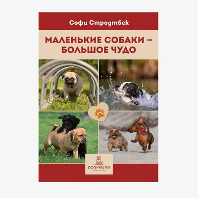 Породы собак с длинными ушами: ТОП-30 питомцев с висячими, большими,  стоячими ушками