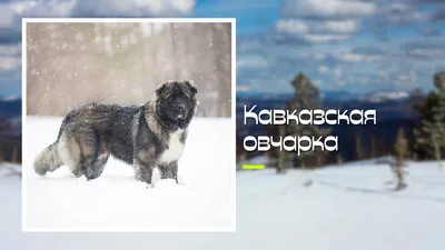 Большая порода собак с длинной шерстью (73 фото) - картинки sobakovod.club