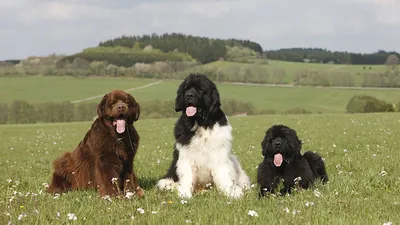 Лохматые собаки: большие, маленькие и средние | Калейдоскоп Животных | Дзен