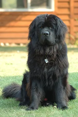 Леонбе́ргер( Leonberger) — крупная порода собак. | Крупные породы собак,  Породы собак, Собаки