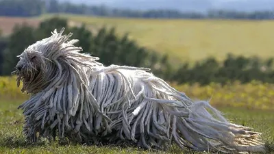 Ньюфаундленд (порода собак) — Википедия