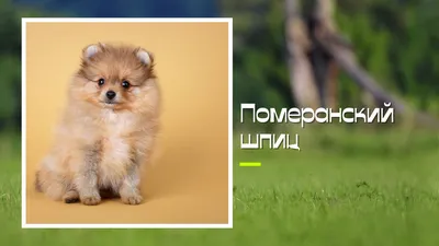 Описание породы Maltipoo