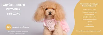 Забавная волосатая маленькая собака породы йоркширского терьера. Стоковое  Фото - изображение насчитывающей портрет, карманн: 186509728