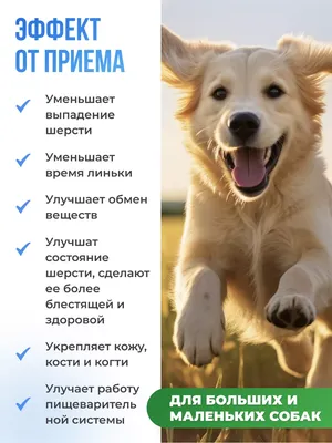 Топ-7 пород собак с необычной внешностью - Питомцы Mail.ru