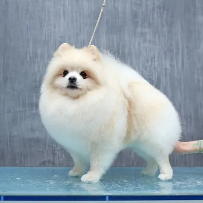 Груминг длинношёрстный собак в груминг-салоне Маленький Император