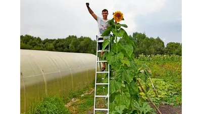 Большое Поле С Подсолнухи — стоковые фотографии и другие картинки Подсолнух  - Подсолнух, Поле, Большой - iStock