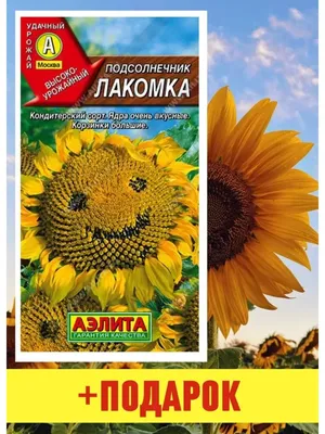 Венок Подсолнух боковая композиция Большие цветы из фоамирана  (ID#942908544), цена: 450 ₴, купить на Prom.ua