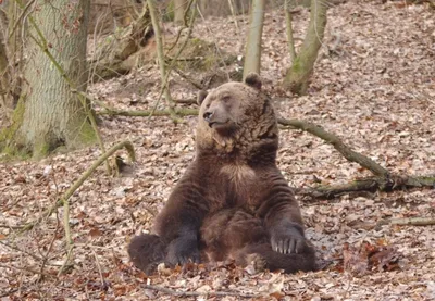 Большой медведь на фото: скачать бесплатно в хорошем качестве