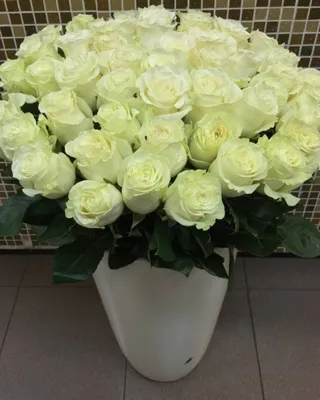 Большой букет из 51 высокой розы (70 см) - Букеты - Торговый дом Орхидея
