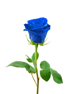 Букет из синих роз доставка в Пензе | daribuket58.ru