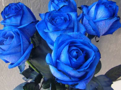 Бело-синие розы в коробке - 29 шт. за 7 890 руб. | Бесплатная доставка  цветов по Москве