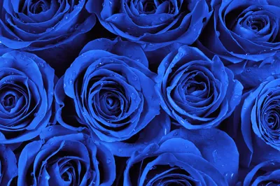 Синие розы купить в Беслане с доставкой недорого - заказать букет цветов (синих  роз)