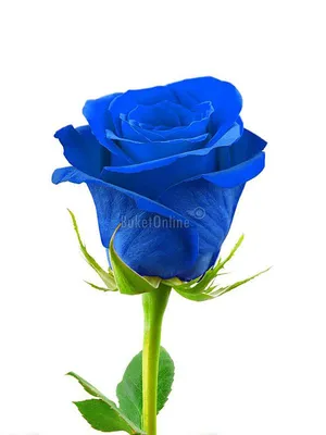 Букет 35 синих роз (Premium) купить с доставкой в СПб