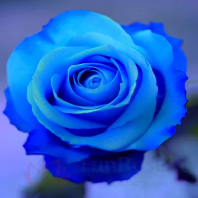 Три живые синие розы в колбе - Супер подарок: Купить!