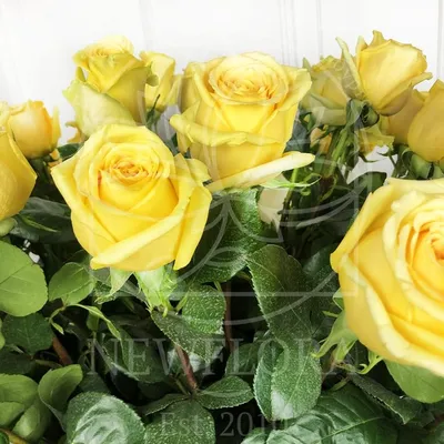Букет 25 желтых роз высотой 100см купить с доставкой в СПб
