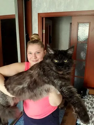 Красивые фото большого кота мейн-кун на ваш выбор