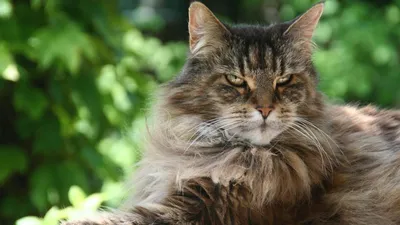 Большой кот мейн-кун: красивые фото и изображения