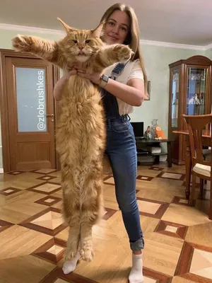Изображения мейн-кунов: фото с большим котом
